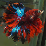Live Male Betta Red Galaxy Koi Halfmoon Rosetail (MKP-552) High quality What you see what you get!!
