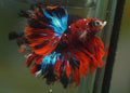 Live Male Betta Red Galaxy Koi Halfmoon Rosetail (MKP-552) High quality What you see what you get!!