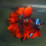 Live Male Betta Red Galaxy Koi Halfmoon Rosetail (MKP-551) High quality What you see what you get!!