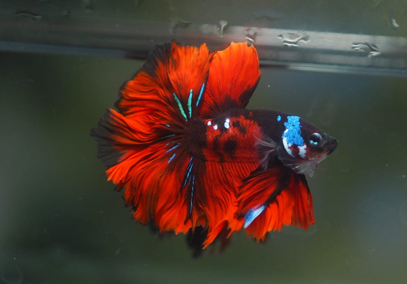Live Male Betta Red Galaxy Koi Halfmoon Rosetail (MKP-551) High quality What you see what you get!!