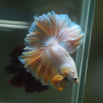 Live Male Betta Fancy Dragon Gold Halfmoon Rosetail (MKP-555) High quality What you see what you get!!