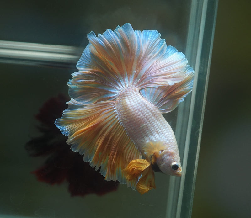 Live Male Betta Fancy Dragon Gold Halfmoon Rosetail (MKP-555) High quality What you see what you get!!