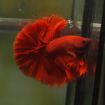 Live Male Betta Super Red Solid color Over Halfmoon (MKP-558) High quality What you see what you get!!