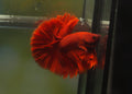 Live Male Betta Super Red Solid color Over Halfmoon (MKP-558) High quality What you see what you get!!