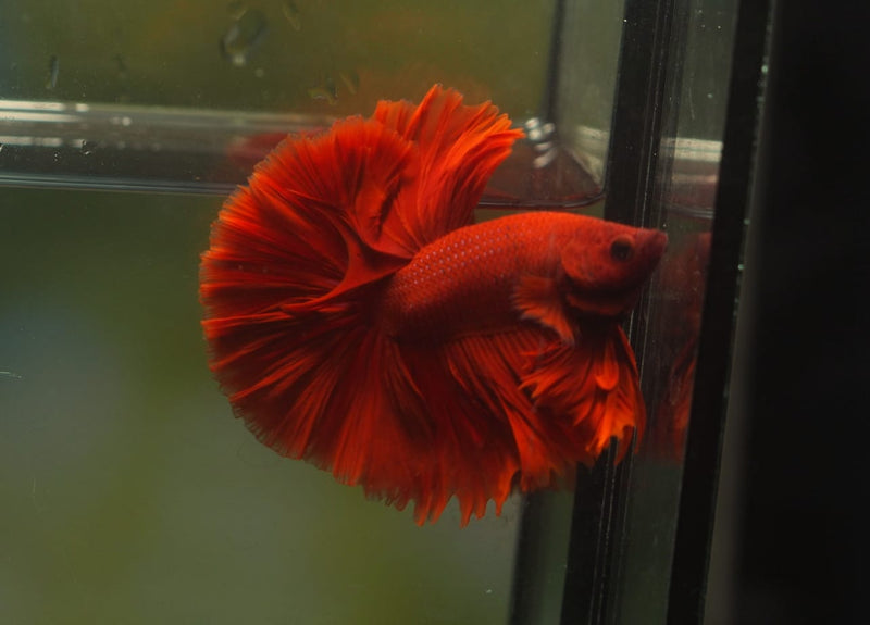 Live Male Betta Super Red Solid color Over Halfmoon (MKP-558) High quality What you see what you get!!