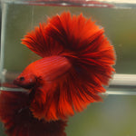 Live Male Betta Super Red Solid color Over Halfmoon (MKP-559) High quality What you see what you get!!