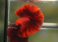 Live Male Betta Super Red Solid color Over Halfmoon (MKP-559) High quality What you see what you get!!