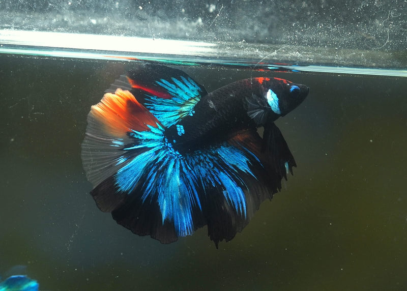 Live Male Betta Black Galaxy Koi Halfmoon (MKP-560) S248 High quality What you see what you get!!