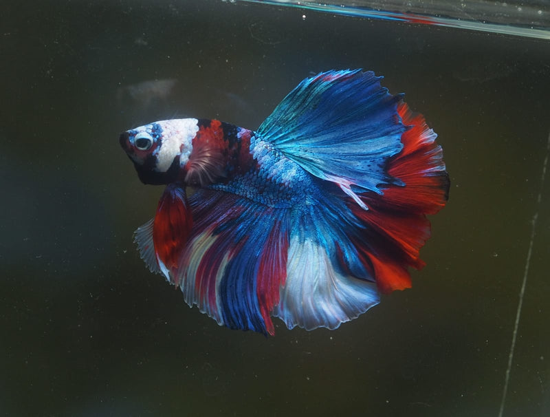 Live Male Betta Red Galaxy Koi Halfmoon (MKP-563) S261 High quality What you see what you get!!