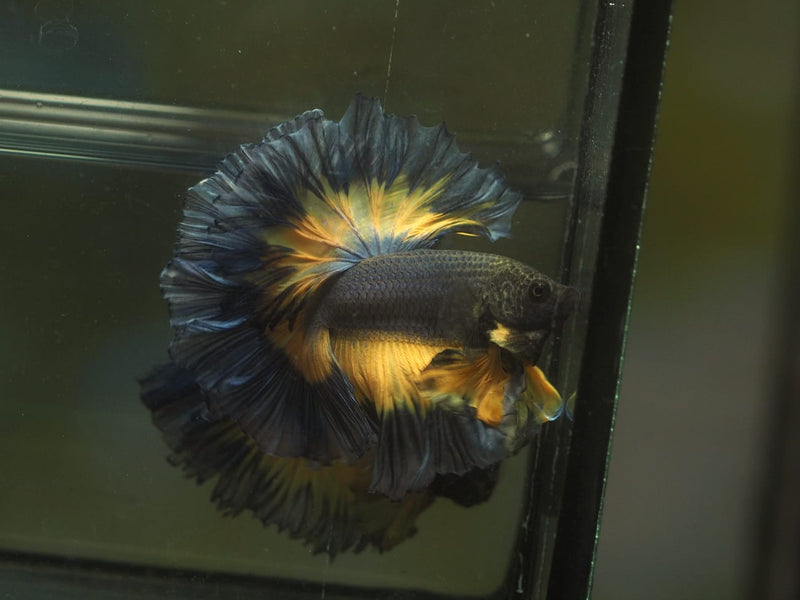Live Male Betta Yellow black Mustard Over Halfmoon Rosetail (MKP-565) S265 High quality What you see what you get!!