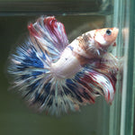 Live Male Betta Fancy Koi Over Halfmoon (MKP-567)  High quality What you see what you get!!