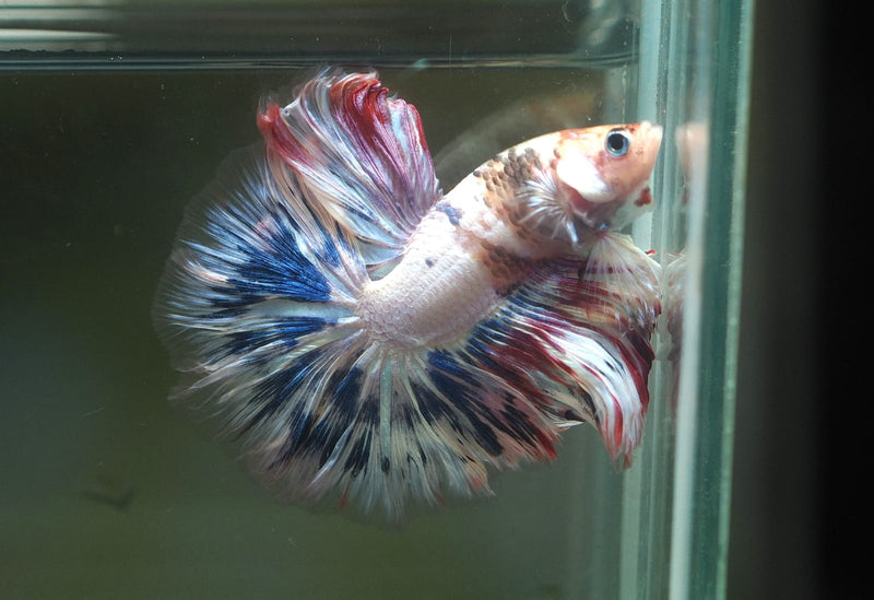 Live Male Betta Fancy Koi Over Halfmoon (MKP-567)  High quality What you see what you get!!