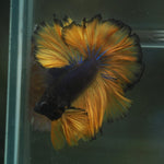 Live Male Betta Yellow Black Mustard Bi colors Over Halfmoon Rosetail (MKP-569)  High quality What you see what you get!!