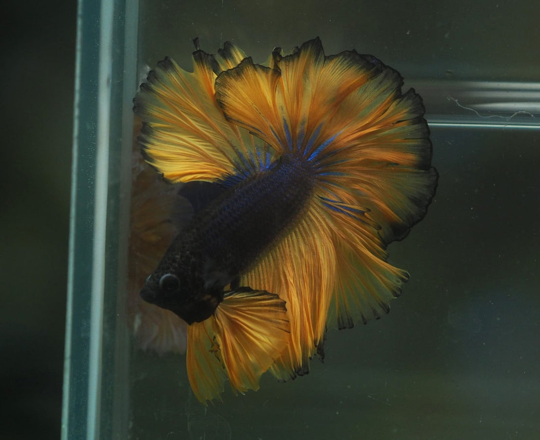 Live Male Betta Yellow Black Mustard Bi colors Over Halfmoon Rosetail (MKP-569)  High quality What you see what you get!!