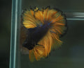 Live Male Betta Yellow Black Mustard Bi colors Over Halfmoon Rosetail (MKP-569)  High quality What you see what you get!!