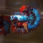 Live Male Betta Fancy marble over 3 colors Halfmoon (MKP-571) High quality what you see what you get!!
