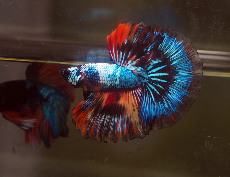 Live Male Betta Fancy marble over 3 colors Halfmoon (MKP-571) High quality what you see what you get!!