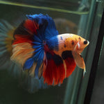 Live Male Betta Nemo Koi Halfmoon (MKP-573) High quality what you see what you get!!