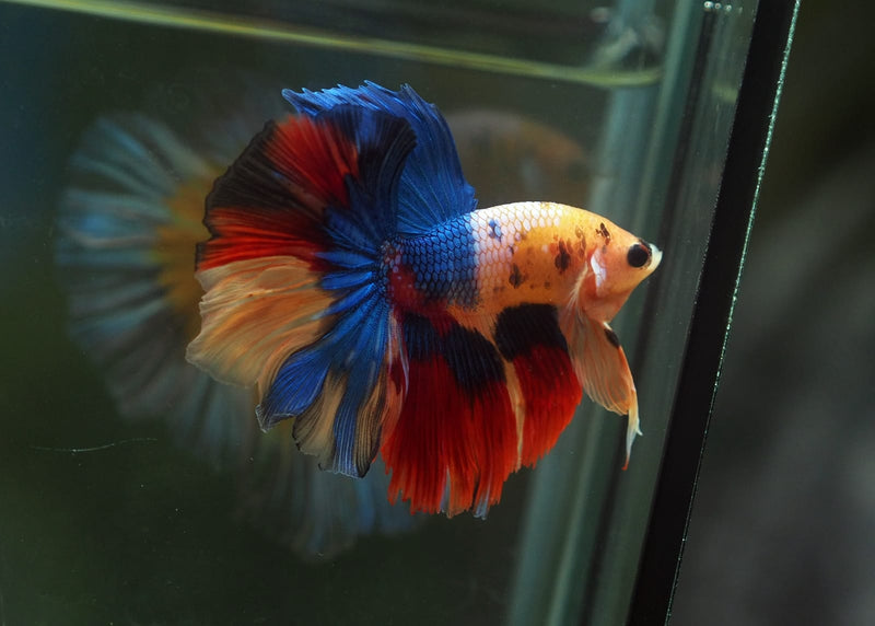 Live Male Betta Nemo Koi Halfmoon (MKP-573) High quality what you see what you get!!