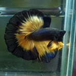 Live Male Betta Black Yellow Mustard gas Over Halfmoon (MKP-574) High quality what you see what you get!!