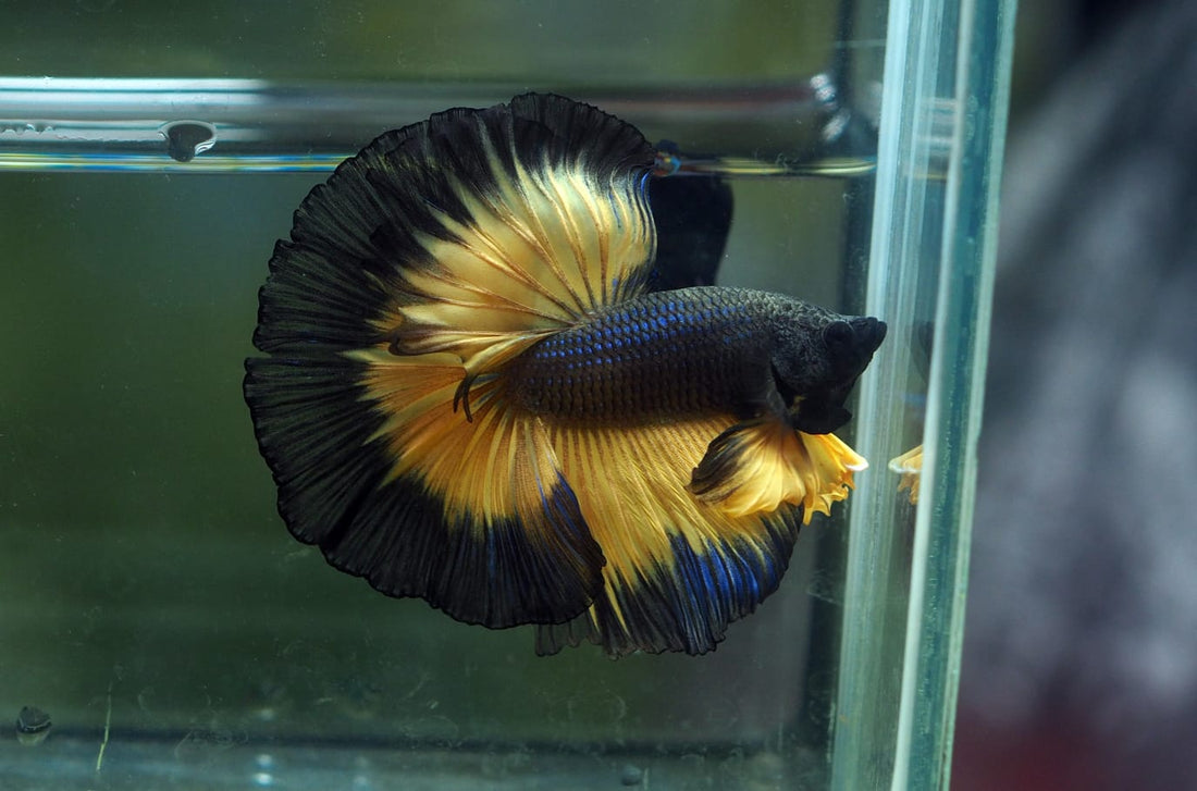 Live Male Betta Black Yellow Mustard gas Over Halfmoon (MKP-574) High quality what you see what you get!!