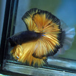 Live Male Betta Black Yellow Mustard Over Halfmoon (MKP-577) High quality what you see what you get!!