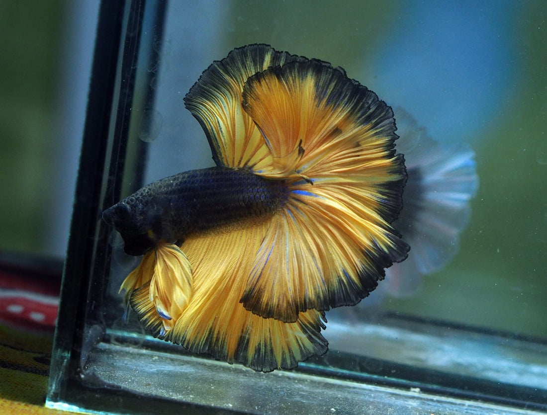 Live Male Betta Black Yellow Mustard Over Halfmoon (MKP-577) High quality what you see what you get!!