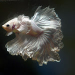 Live Male Betta Platinum white Solid color Halfmoon Rosetail (MKP-580) High quality what you see what you get!!