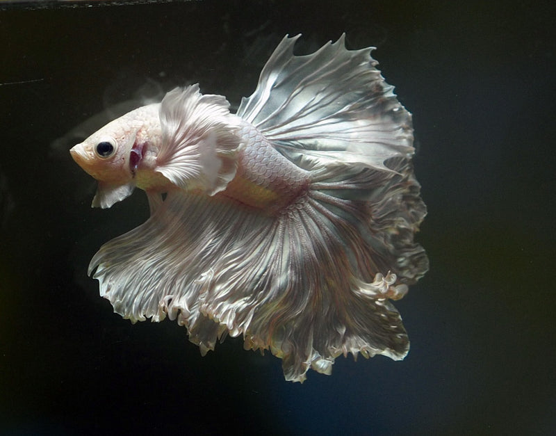 Live Male Betta Platinum white Solid color Halfmoon Rosetail (MKP-580) High quality what you see what you get!!