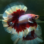 Live Male Betta Red purple Salamander Over Halfmoon Rosetail (MKP-582) High quality what you see what you get!!