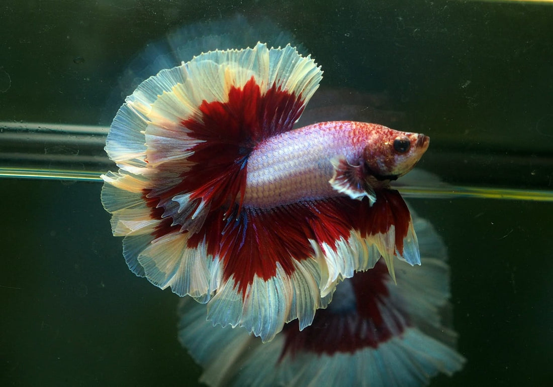 Live Male Betta Red purple Salamander Over Halfmoon Rosetail (MKP-582) High quality what you see what you get!!