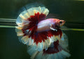 Live Male Betta Red purple Salamander Over Halfmoon Rosetail (MKP-582) High quality what you see what you get!!