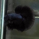 Live Male Betta Black Melano Over Halfmoon (MKP-586) High quality what you see what you get!!
