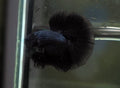 Live Male Betta Black Melano Over Halfmoon (MKP-586) High quality what you see what you get!!