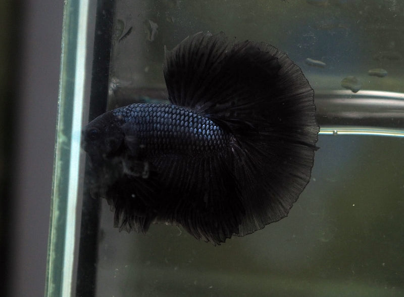 Live Male Betta Black Melano Over Halfmoon (MKP-586) High quality what you see what you get!!