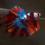 Live Male Betta Red Koi Galaxy Halfmoon (MKP-588) High quality what you see what you get!!