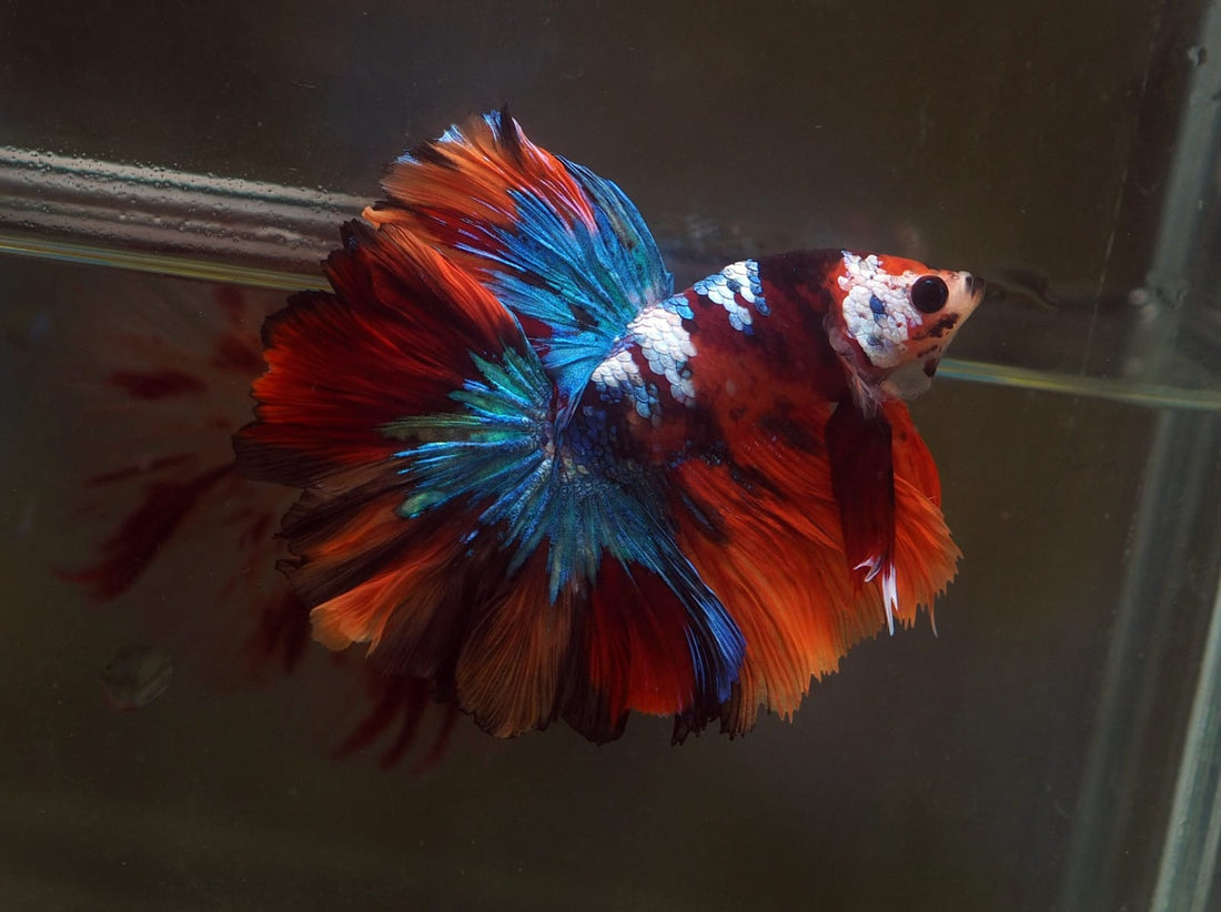Live Male Betta Red Koi Galaxy Halfmoon (MKP-588) High quality what you see what you get!!