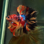 Live Male Betta Nemo Galaxy Halfmoon (MKP-589) High quality what you see what you get!!
