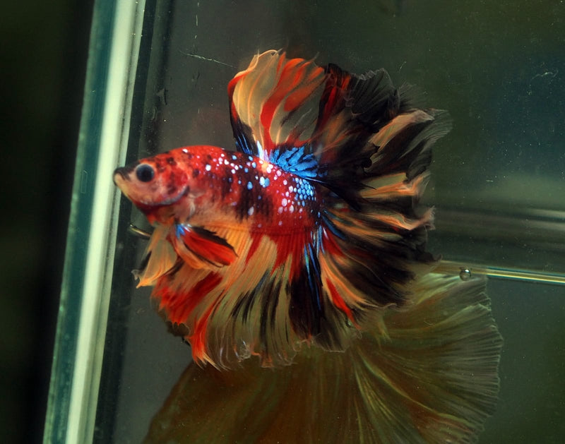 Live Male Betta Nemo Galaxy Halfmoon (MKP-589) High quality what you see what you get!!