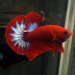 Live Male Betta Red Hellboy Startail Plakat (MKP-590) High quality what you see what you get!!