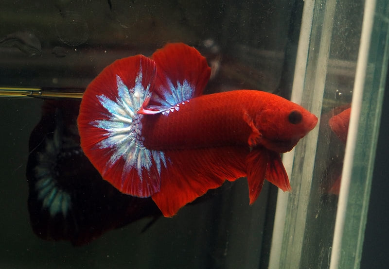 Live Male Betta Red Hellboy Startail Plakat (MKP-590) High quality what you see what you get!!