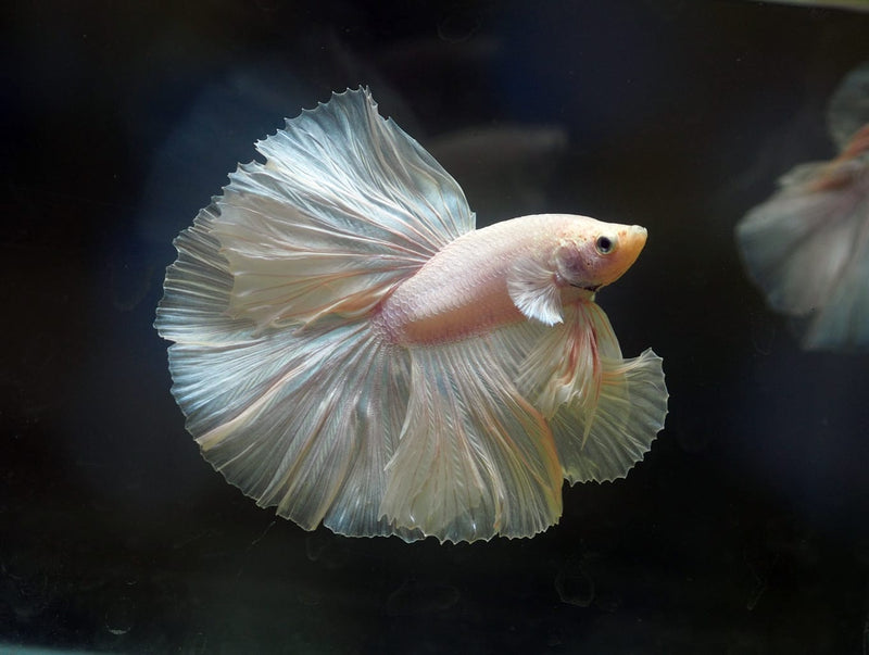 Live Male Betta Platinum white Solid color Halfmoon (MKP-592) S277 High quality what you see what you get!!