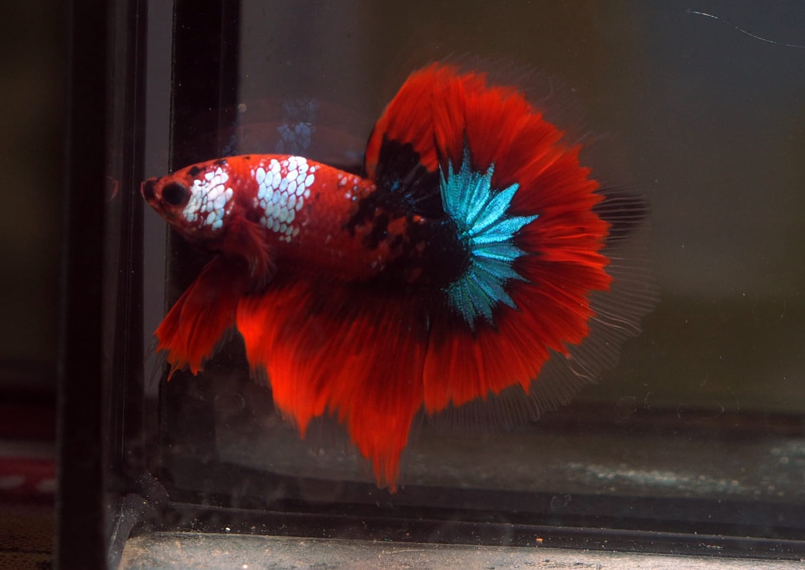 Live Male Betta Red Galaxy Koi Halfmoon (MKP-594) High