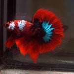 Live Male Betta Red Galaxy Koi Halfmoon (MKP-594) High quality what you see what you get!!