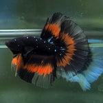 Live Male Betta Orange Black Galaxy Stardust Halfmoon (MKP-596) High quality what you see what you get!!
