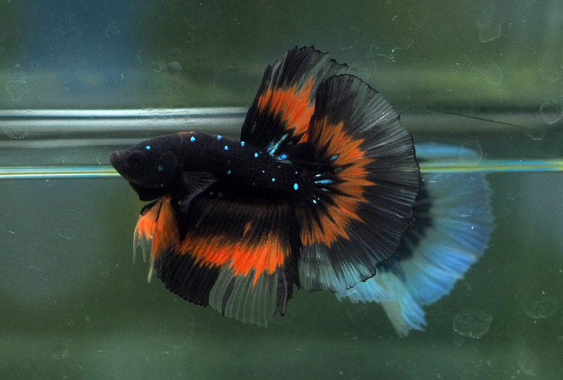 Live Male Betta Orange Black Galaxy Stardust Halfmoon (MKP-596) High quality what you see what you get!!