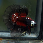 Live Male Betta Red Black Samurai Halfmoon (MKP-600) High quality what you see what you get!!