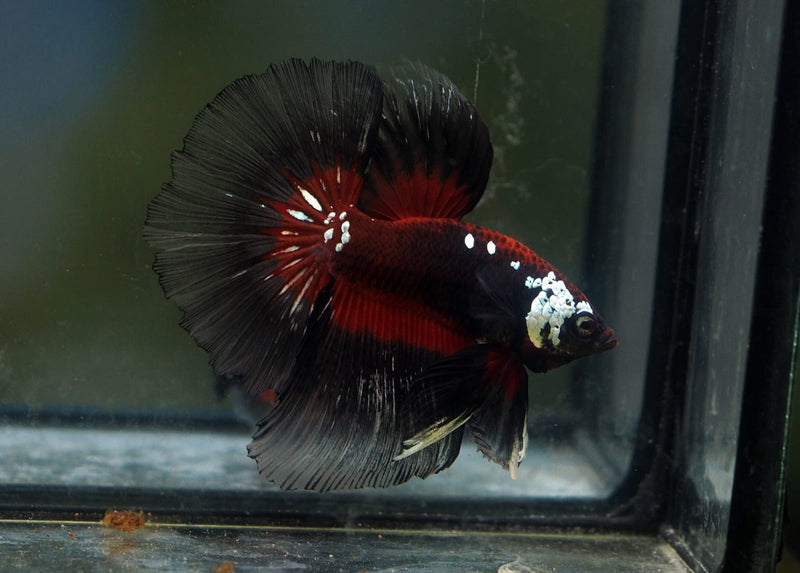 Live Male Betta Red Black Samurai Halfmoon (MKP-600) High quality what you see what you get!!
