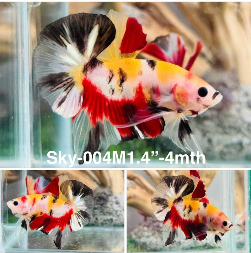 Live Male Betta Classic Red Yellow Koi Plakat (Sky-004) S232 High quality what you see what you get!!