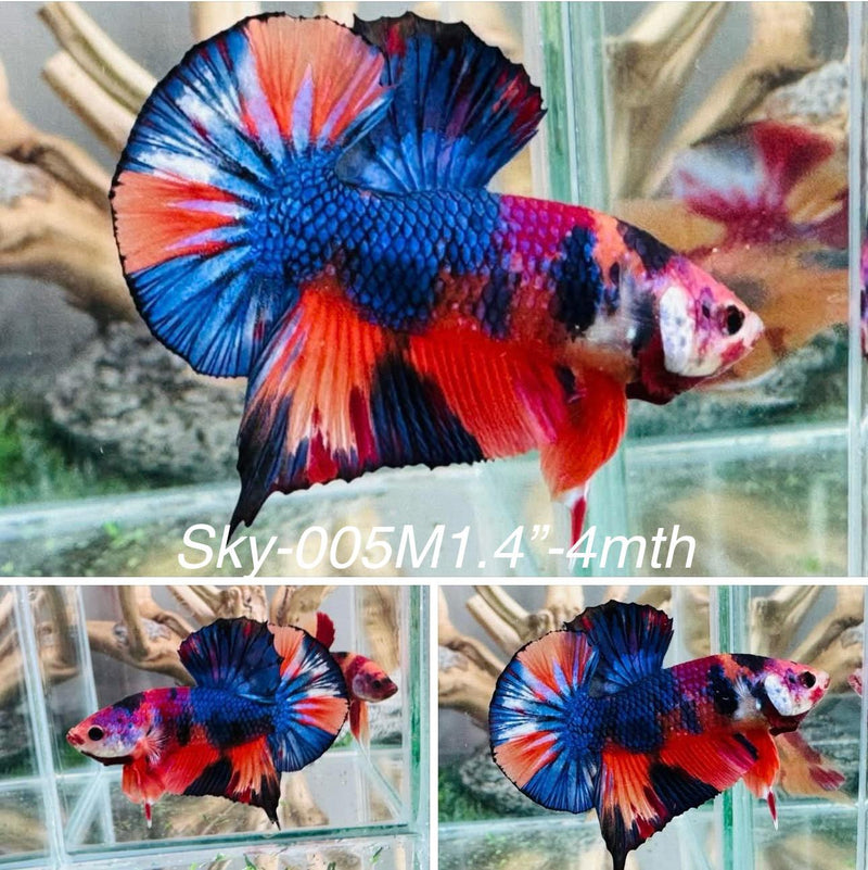 Live Male Betta Fancy Koi mix colors Plakat (Sky-005) S233 High quality what you see what you get!!